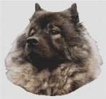 (image for) Keeshond 2
